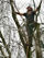 Silver Birch Climb